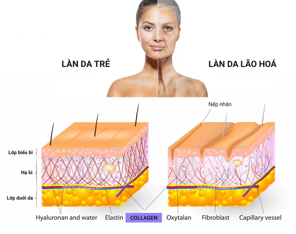 Lợi ích của việc bổ sung Collagen – Minh chứng khoa học